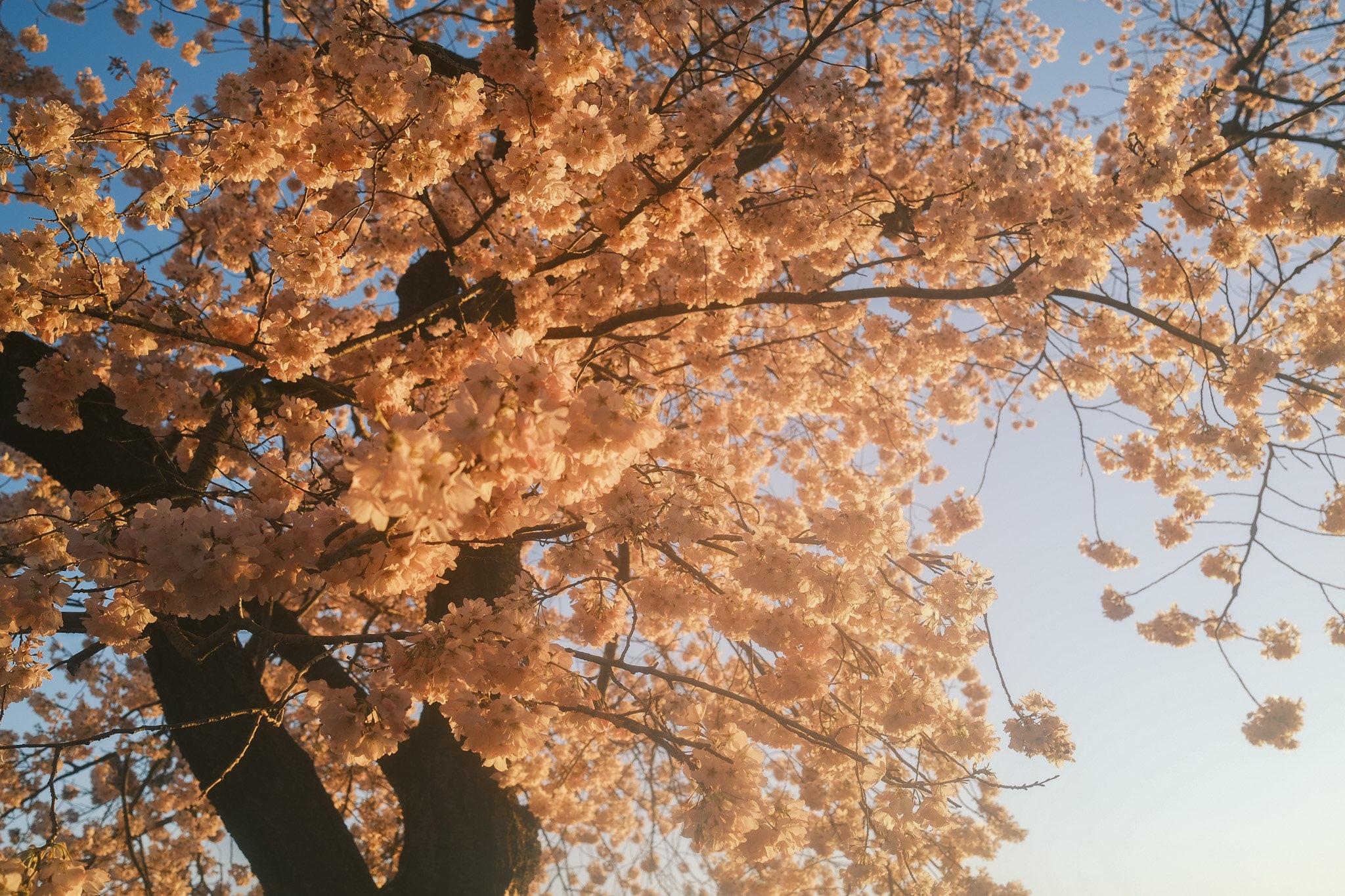 Cherry Blossoms