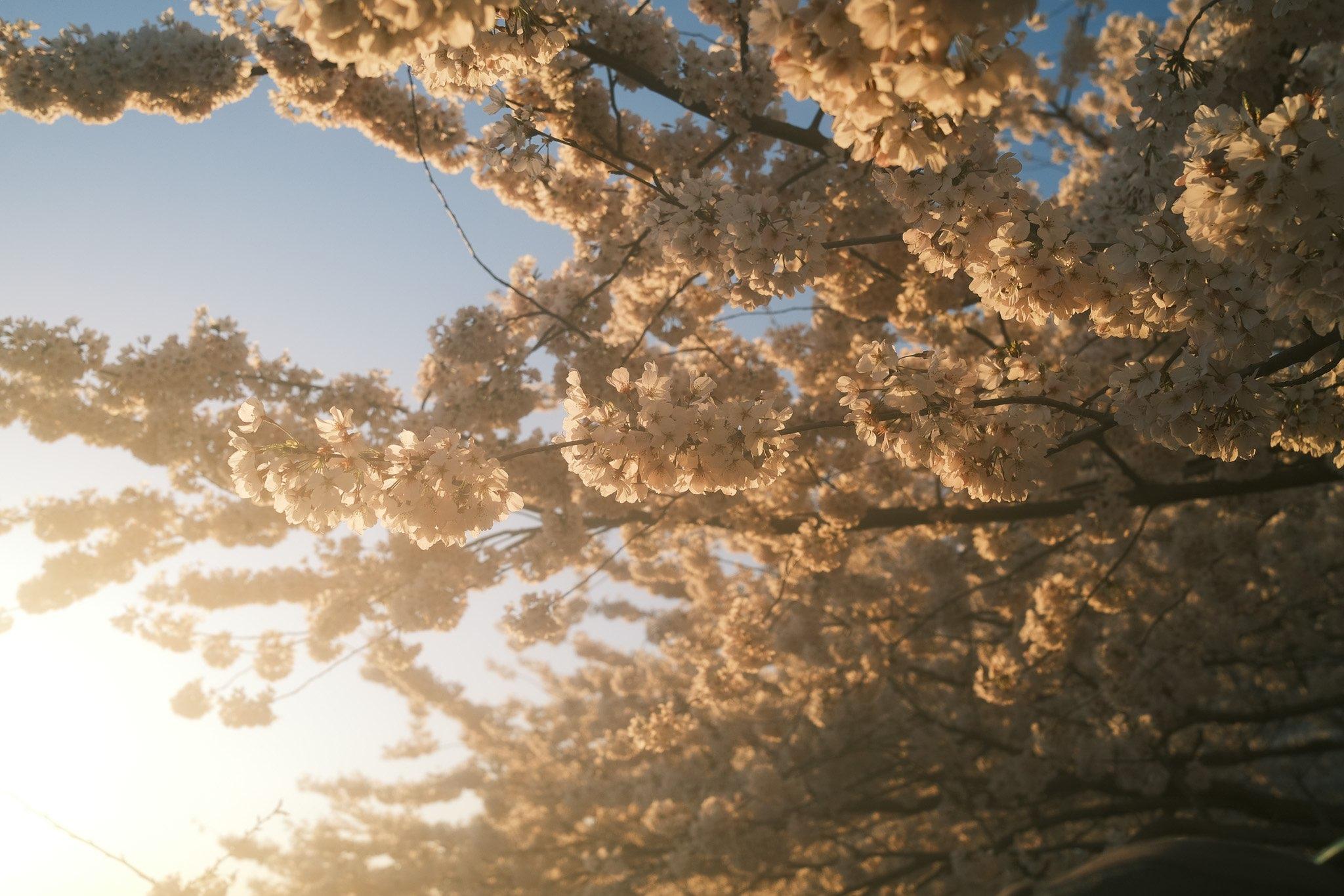 Cherry Blossoms