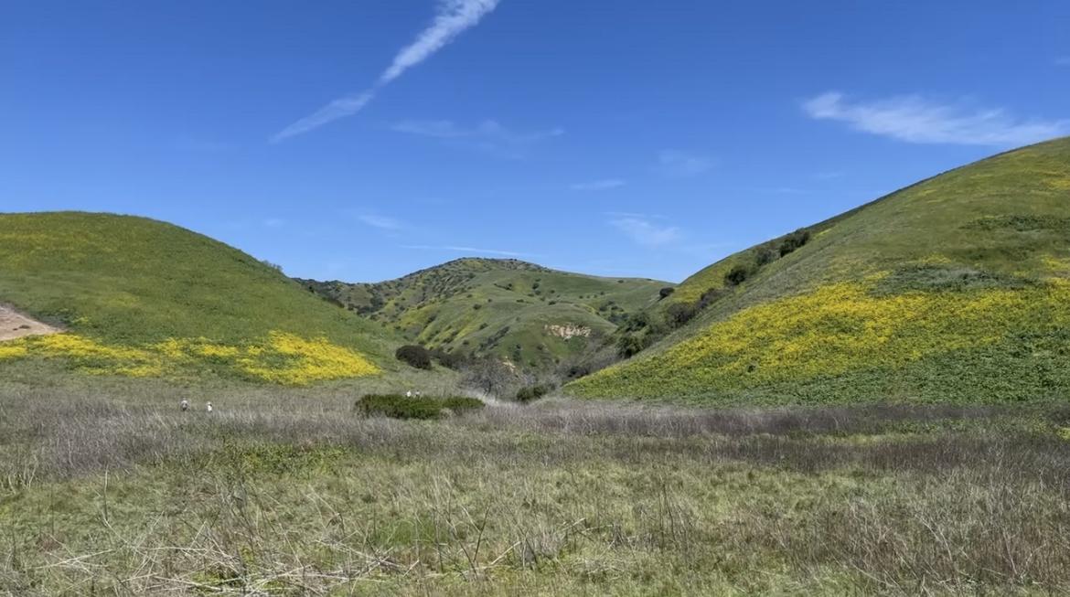 California Superbloom