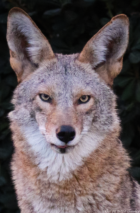 Caltech Wildlife: Coyotes on Campus