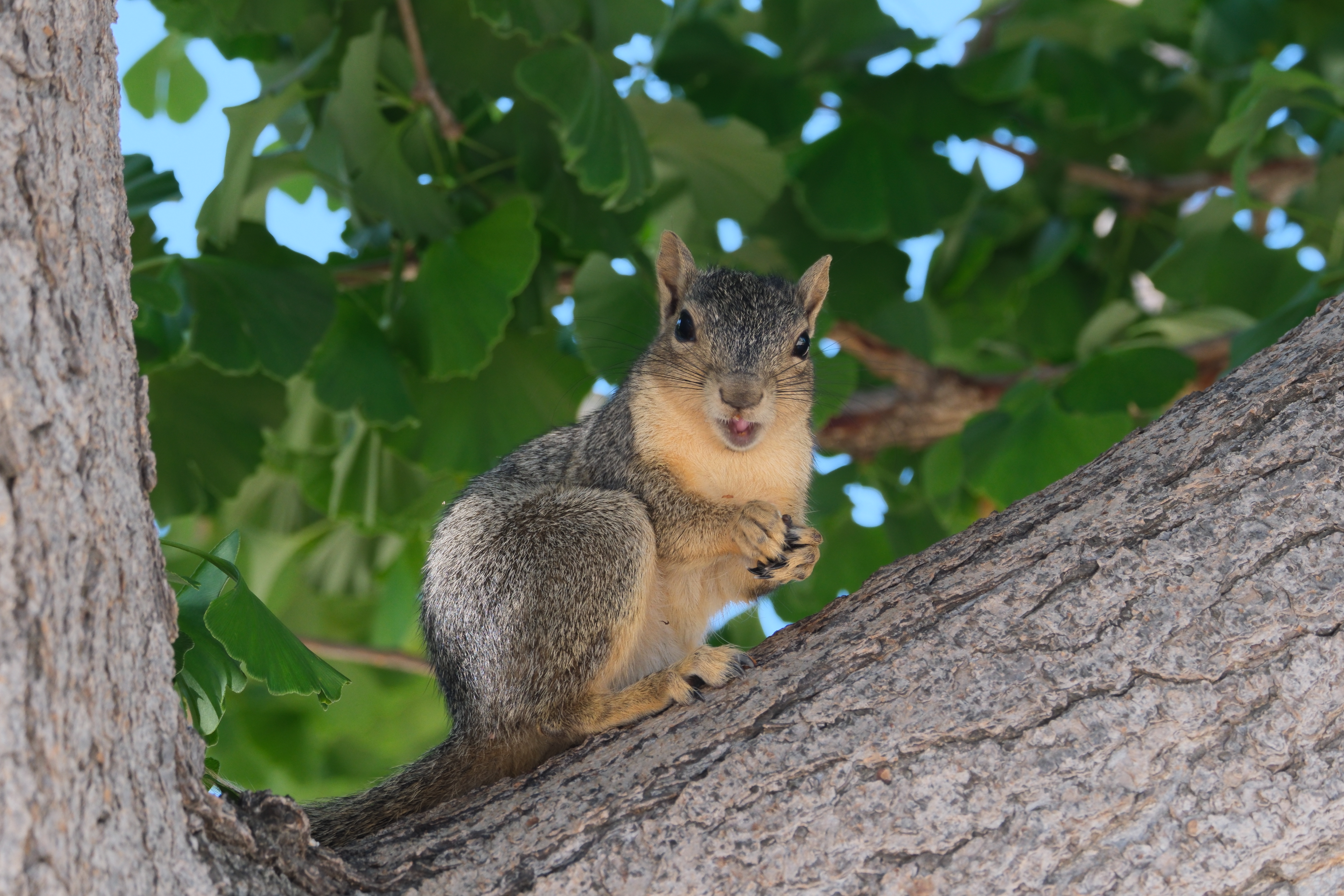 Caltech Wildlife: Juvenile Panel Interviews
