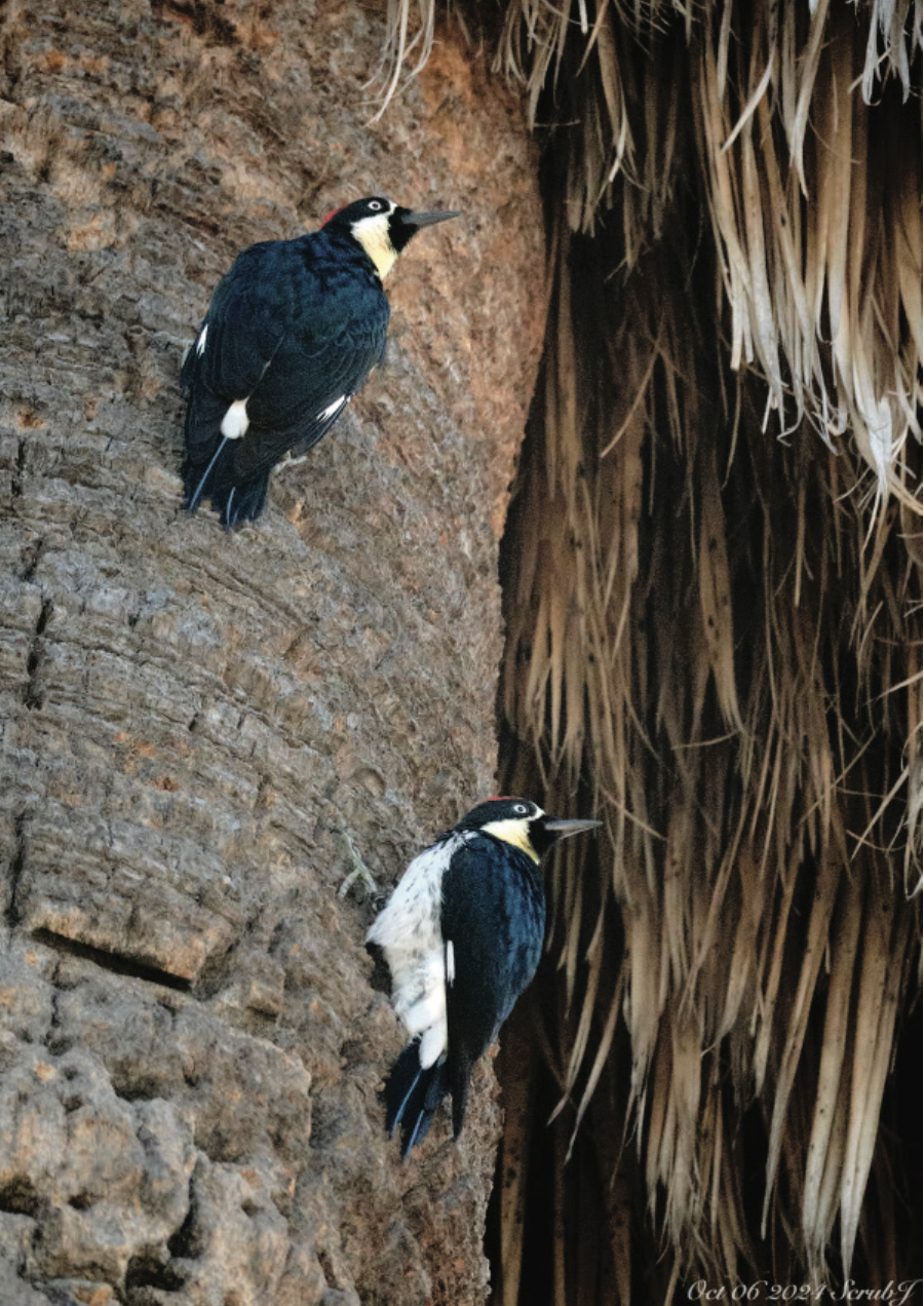 Two woodpeckers on a tree trunk