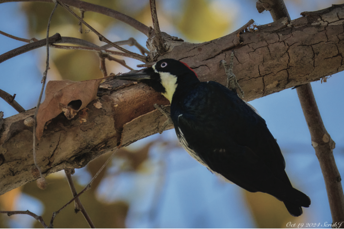 Caltech Wildlife: Acorn Woodpeckers