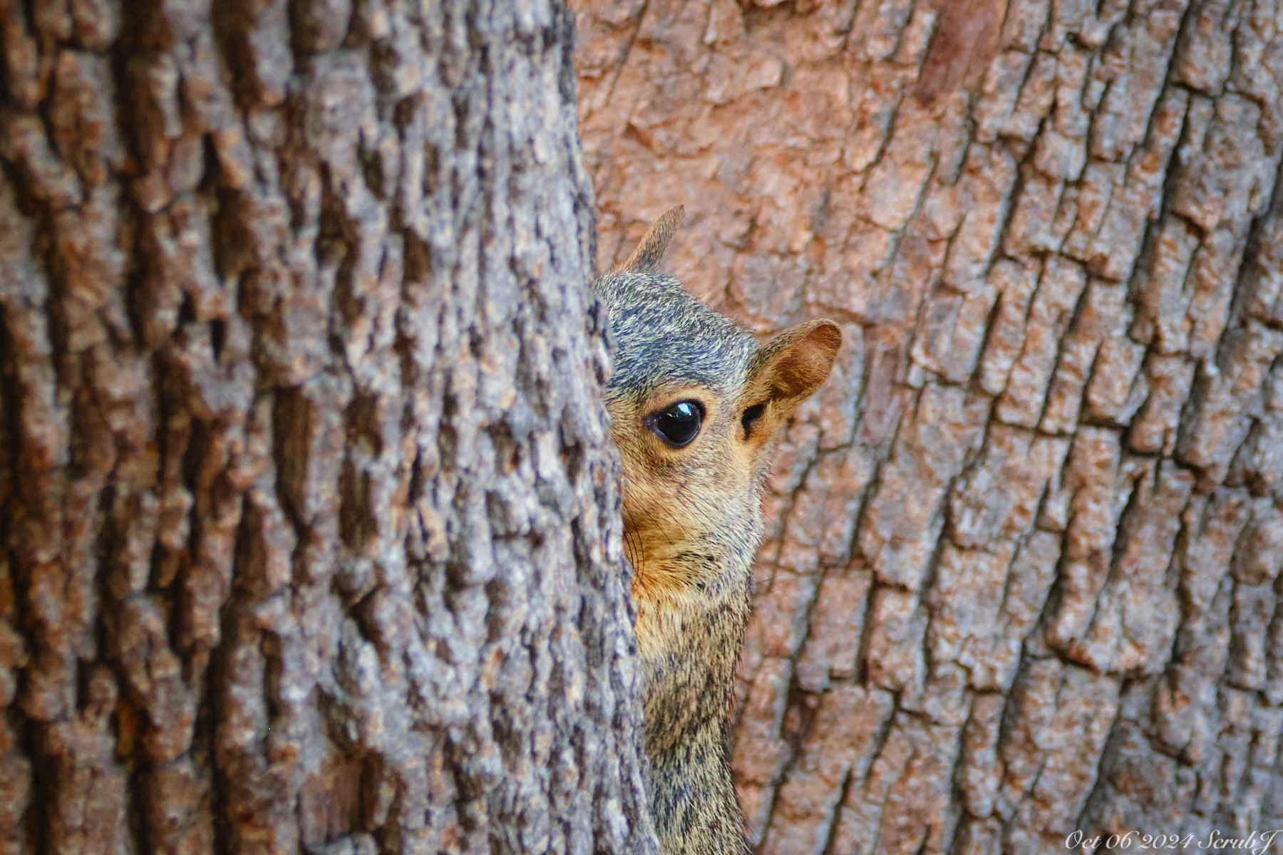 Caltech Wildlife: Fox Squirrels