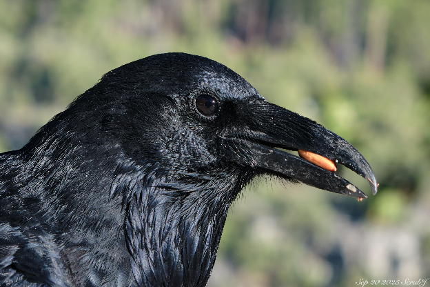 Caltech Wildlife: Crows and Ravens