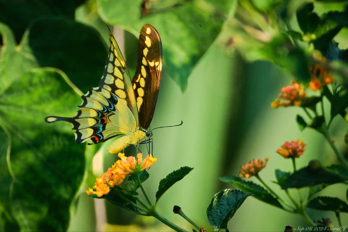 Caltech Wildlife: Butterflies