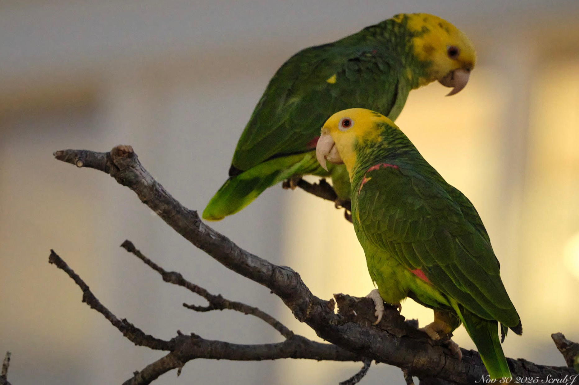 Caltech Wildlife: Parrots and Parakeets