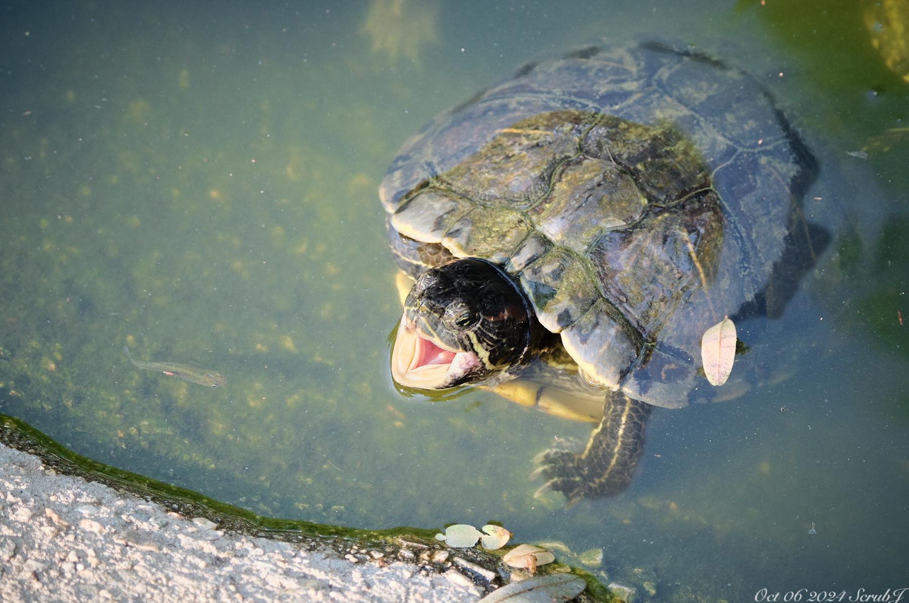 Caltech Wildlife: The Pond Ecosystem