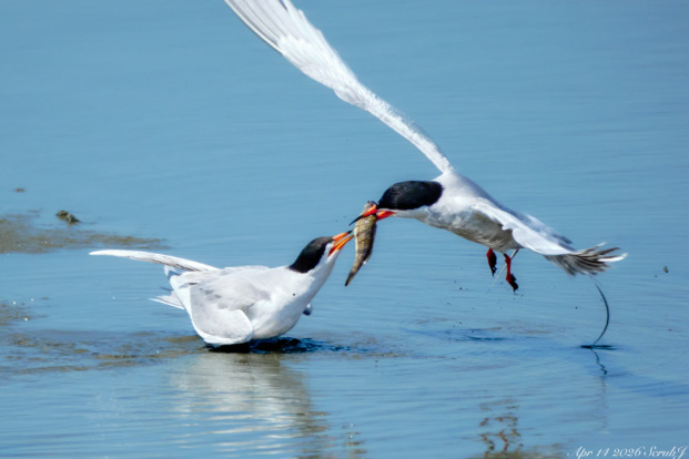 Spring Wildlife: Parenting